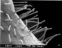 Camissonia contorta, hypanthium and bud hairs of 1 type (rod-shaped and transparent). Copyright © 2017 Dean Wm. Taylor. 